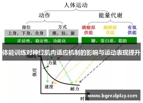 体能训练对神经肌肉适应机制的影响与运动表现提升